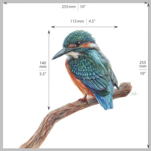 ORIGINAL Watercolour Painting Blue-Winged Kingfisher 10”×10” by Mila Ansel - Picture 4 of 4