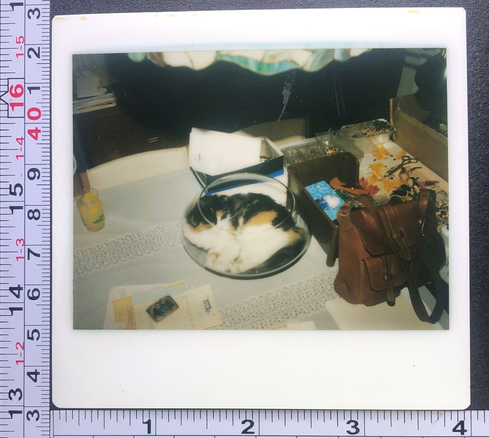 Polaroid Photo of Kodak the Cat Napping in a Glass Fish Bowl Pet Snapshot 2-image