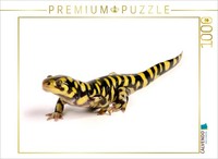 Calvendo Puzzle Barren-Tigersalamander - Ambystoma Mavortium | 1000 Pieces, Fini