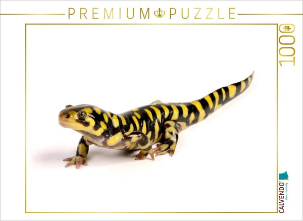 Calvendo Puzzle Barren-Tigersalamander - Ambystoma Mavortium | 1000 Pieces, Fini-image
