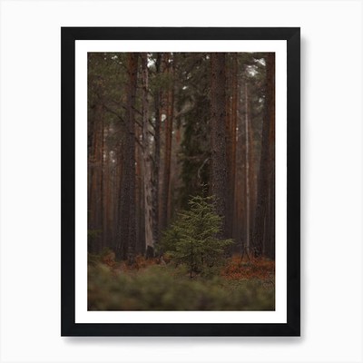 Kiefer Setzling Kunstdruck gerahmt Wandbild Poster Leinwanddruck Bild