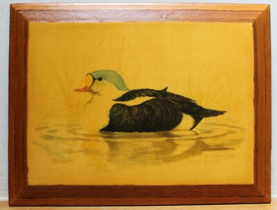 KÖNIG EIDER - Vintage Druck auf Holzplatte nach Brant