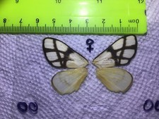 UNO 00  A+/ A  FEMALE  SALE  Noctuidae Geometroidea  Cossidae Moths