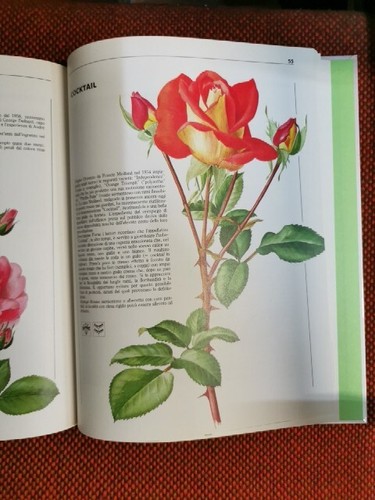 Rose M. Molon Stock ed 1989 L2/S ° - Imagen 6 de 10