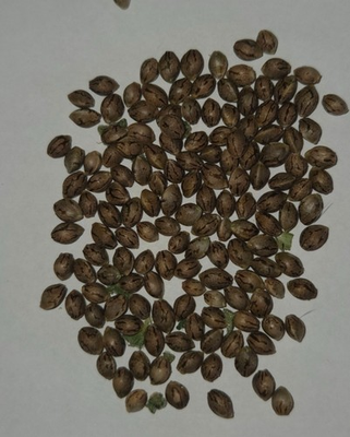 #ad 25g Exotic Hemp Seeds for Antioxidants Gorilla Glue #4 by DNA Genetic $45.00