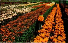 Pom Pom Field Florida Vintage Postcard Tichnor Bros