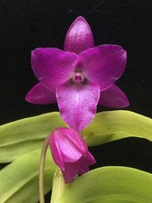 LAST ONE RARE FIND DENDROBIUM PARISHII PETALOID FORM ORCHID