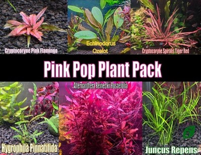 Pink Pop Plant Pack Plant Betta live aquatic plant freshwater fish tank natural