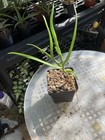 Aloe decaryi 4” Pot Live Succulents — photo 4