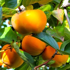 - Japanese Persimmon Tree Seeds - 10 Count - for 2026 Planting Diospyros Kak...