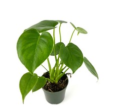 Monstera Deliciosa 12" Tall Easy Air Purifying Houseplant, 4  Pot