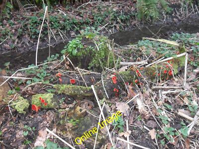 Photo 6x4 Scarlet Elf Cup (Sarcoscypha austriaca) Whickham  c2014