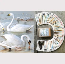 Playing Cards (Poker Deck 54 Cards)WILD BIRDS Vintage Museum Art by Thorburn 033