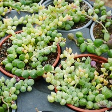 Variegated String of Tears 9cm