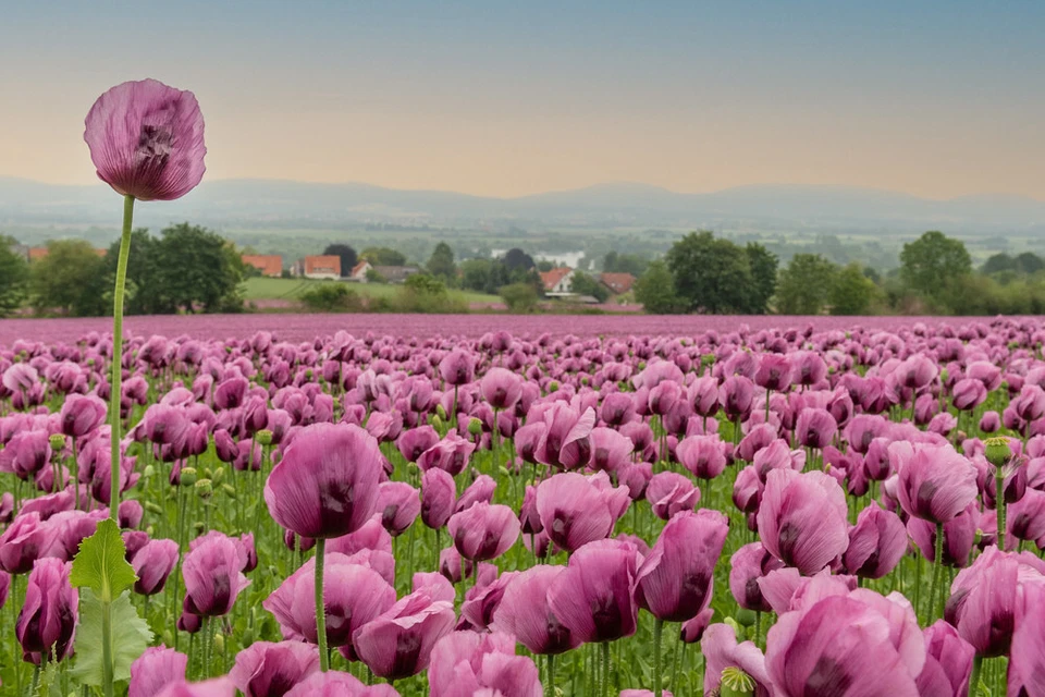 Schlafmohn Blaumohn -paparver soniferum- Mohnsamen 2000 Stück -große Blüten- - Bild 2 von 2