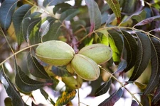 Northern Pecan Trees Seeds for Planting Carya illinoinensis