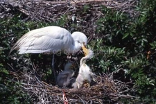 Found 35 mm BIRD SLIDE Photo VINTAGE 35mmTransparency ORIGINAL 43 LA 92 P