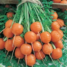 200+ Parisian Carrot Seeds ------------------- Heirloom ----- Non GMO
