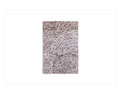 Hudson Park Collection Artifact Bath Rug, 20 X 30