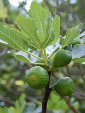 ☆ 5 boutures bio figuier Rare Variété cosquerou figue très sucrée (fig Cuttings)