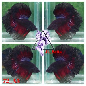 live betta fish ebay