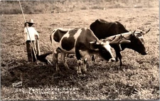 Valles San Luis Potosí Mexico Plowing Field Oxen c.1940-1950 RPPC Postcard 25606