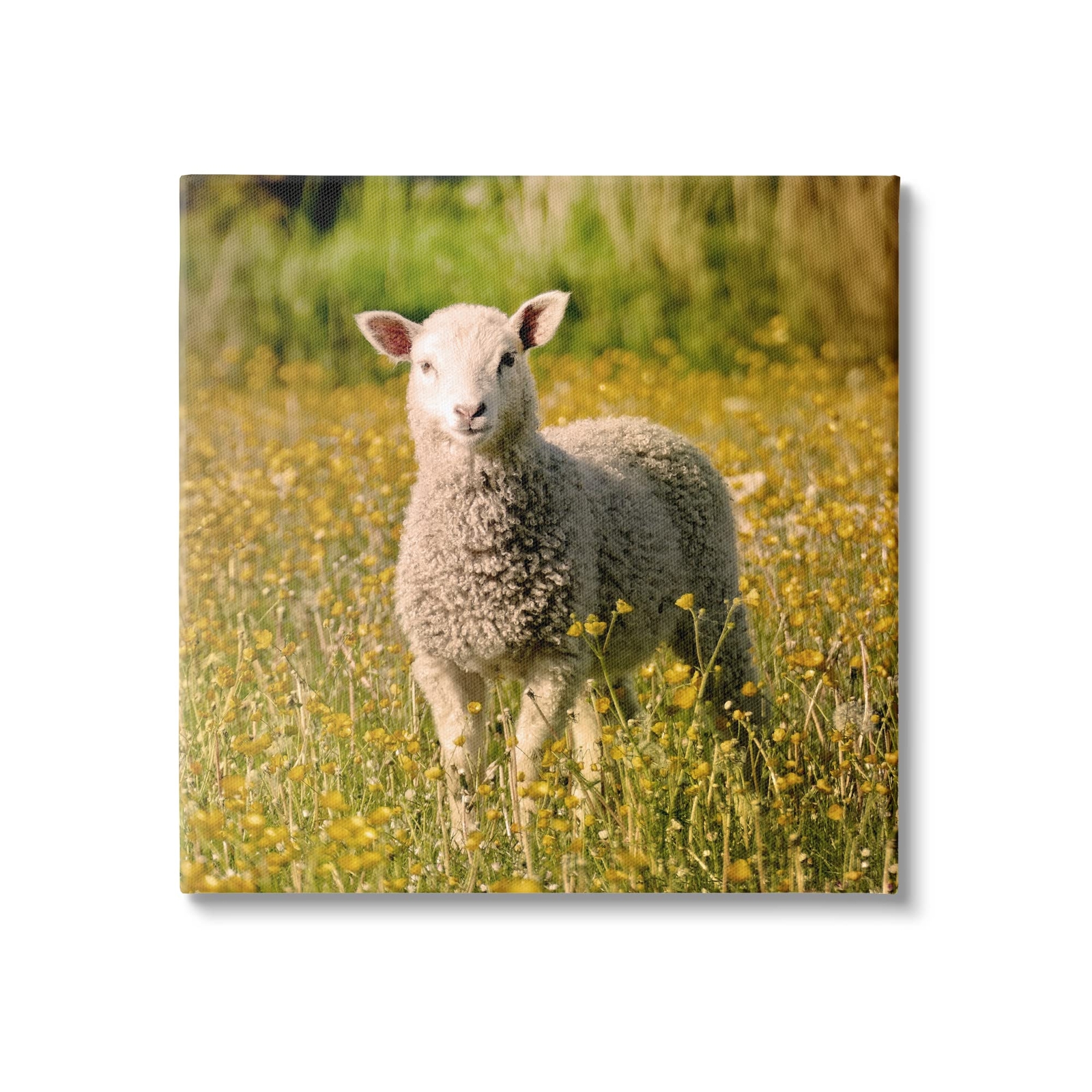 Alert BaBy Lamb Gazing Yellow Wild Flower Blossoms Canvas Wall Art, Design By...