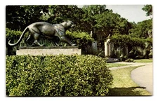 Vintage Brookgreen Gardens Panther Statue Postcard South Carolina
