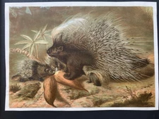 Porcupines lithograph