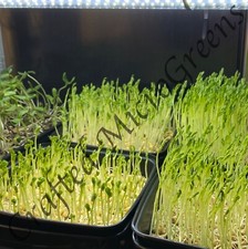 Semillas de germinación y vegetales MicroGreens USDA/TOC orgánicas - sin OGM