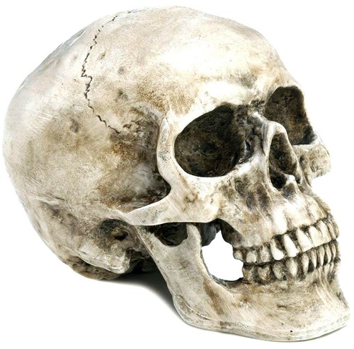 ESCULTURA CALAVERA REALISTA FINAMENTE DETALLADA ACENTO DECORATIVO ** NUEVO EN CAJA - Imagen 3 de 12