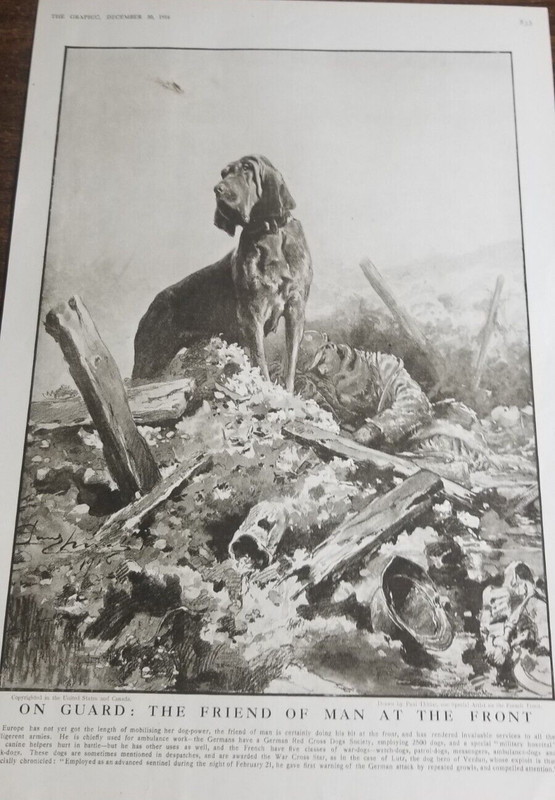 [#1895] ON GUARD: THE FRIEND OF MAN AT THE FRONT(1916 THE GRAPHIC) 