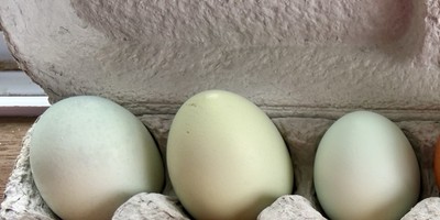 6+ Blue/Green Fresh & Fertile Hatching Chicken Eggs