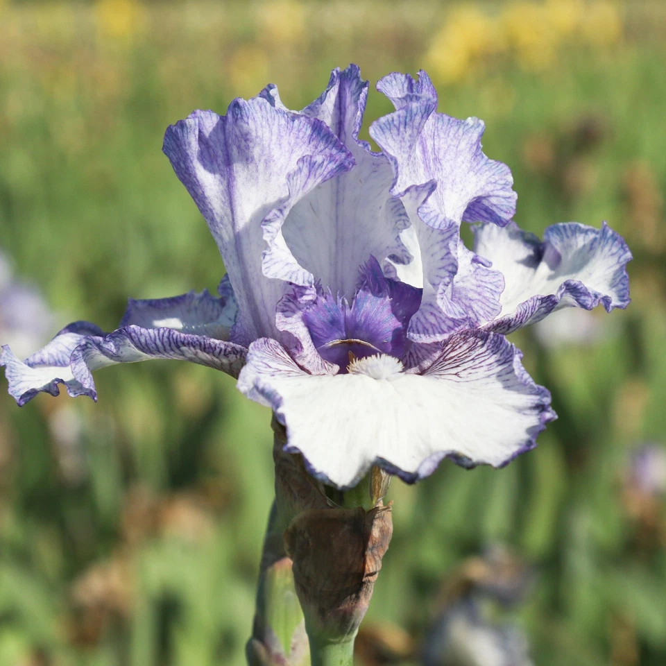 Easy to Grow Bearded Iris Earl of Essex Plant Bulbs, Flowers in Spring and Fall - Image 2 of 3