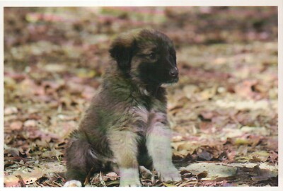 Puppy Dog Cute Little Canine K-9 Baby, Leonberger --- Modern