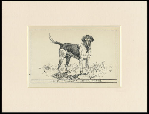 HARRIER HUNTING HOUND RARE ANTIQUE 1900 ENGRAVING NAMED DOG PRINT READY MOUNTED - Picture 1 of 1