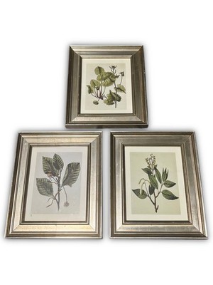 Uttermost Botanical Art Print | Beech Tree Branch | Gold Gilt Framed | Set of 3