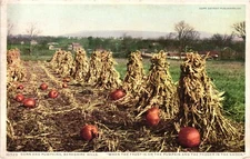 Corn And Pumpkins In Field Fall Berkshire Hills c1910 Unposted Vintage Postcard