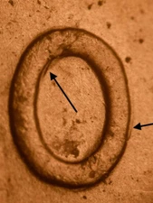 1942-D DDR-004 Doubled Die Obverse  Ch BU Uncirculated Red Lincoln Cent#1