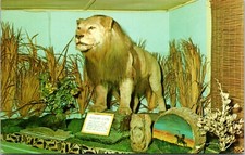 Perry's Nut House Belfast, Maine African Lion Postcard Unposted