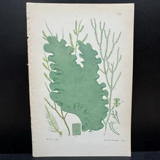 Walter Fitch 19th Vincent Brooks Hand Colored Lithographs Sea Botanical Print