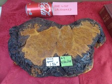 Burlwood Tree Slice 4