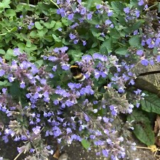 Catnip Seeds - Catmint - 0.5g (Avg. 700 Seeds)