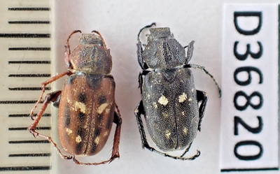 標本 Taiwan Dytiscoidae sp.37mm D36820. Insects, Beetles, Macrodactylini sp. Vietnam North. 1900m