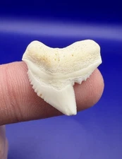 Quality White Large Modern 0.87” Tiger Shark Tooth