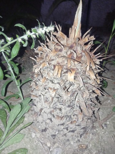 Cycas Revoluta Trapiantate L'anno Scorso Dai Fusti Di 35-45cm - Imagen 2 de 2