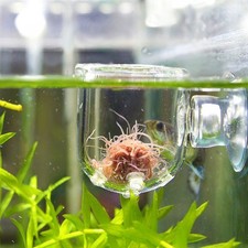 Suction Cup Red Worm Feeder Glass Fish Feeding Cup Glass Feeder  Aquarium