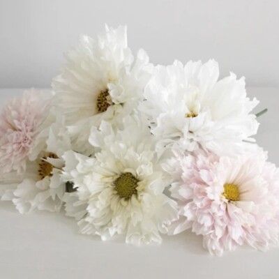 Schmuckkörbchen DOUBLE CLICK SNOW PUFF 20 Samen COSMOS BIPINNATUS Kosmee