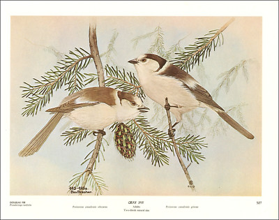 1968 Vintage Print Gray Jay Bird Douglas Fir Tree Pinecone Art By Rex Brasher