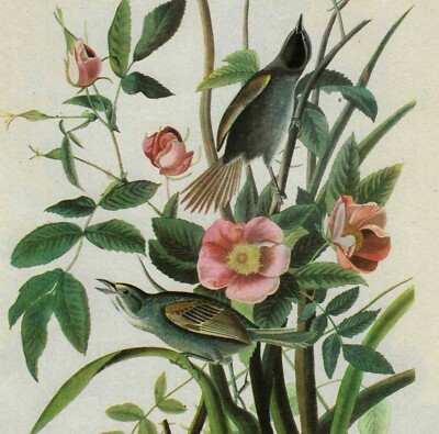 Seaside Sparrow Bird 1946 Color Art Print John James Audubon Nature DWV2D